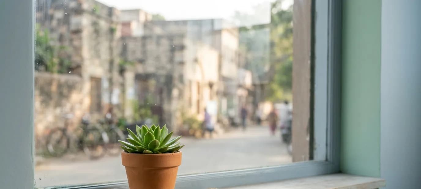 A small plant growing in a pot on a sunny shop windowsill